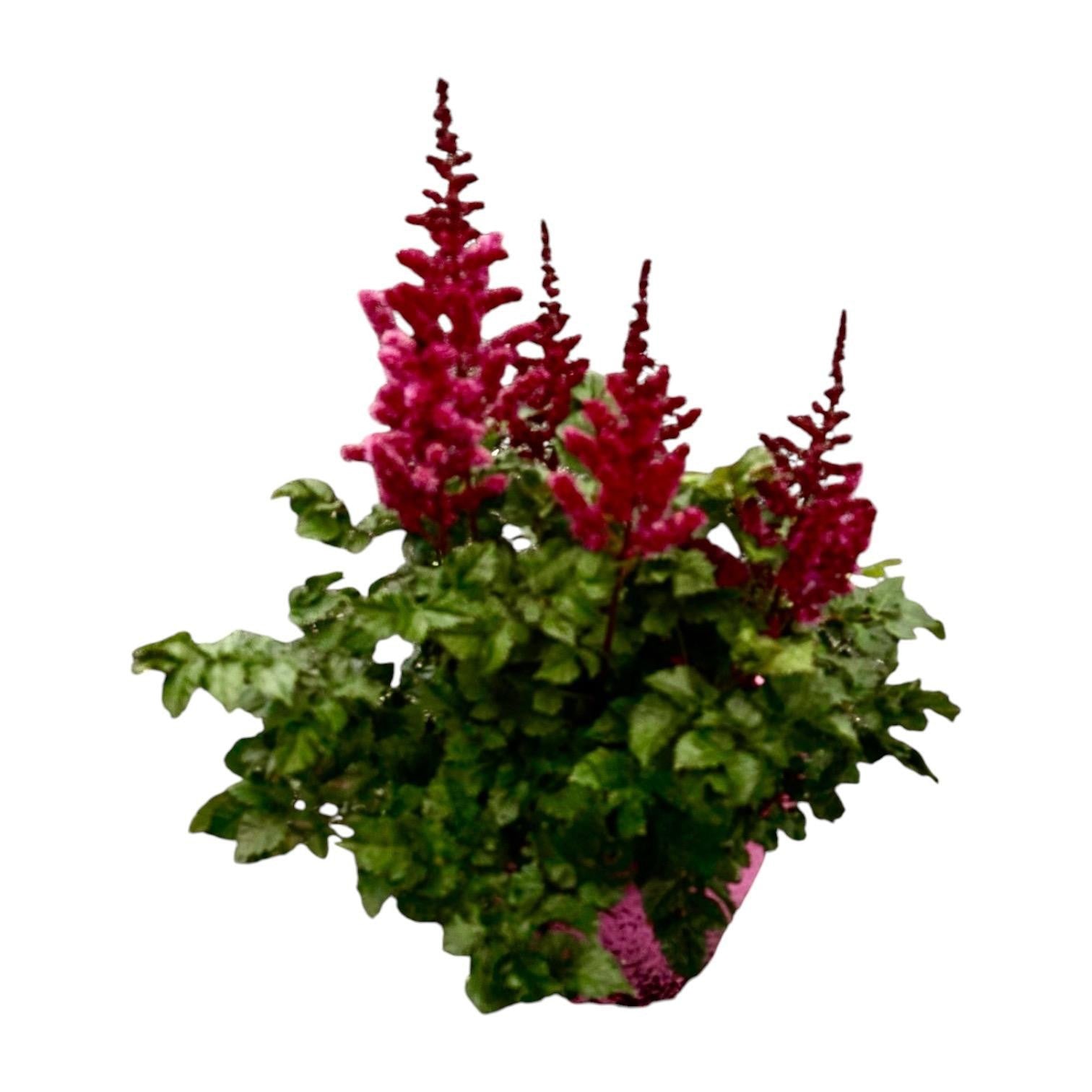 Woudenberg, VOF Gebr. van Astilbe Younique Cerise Pack of 1