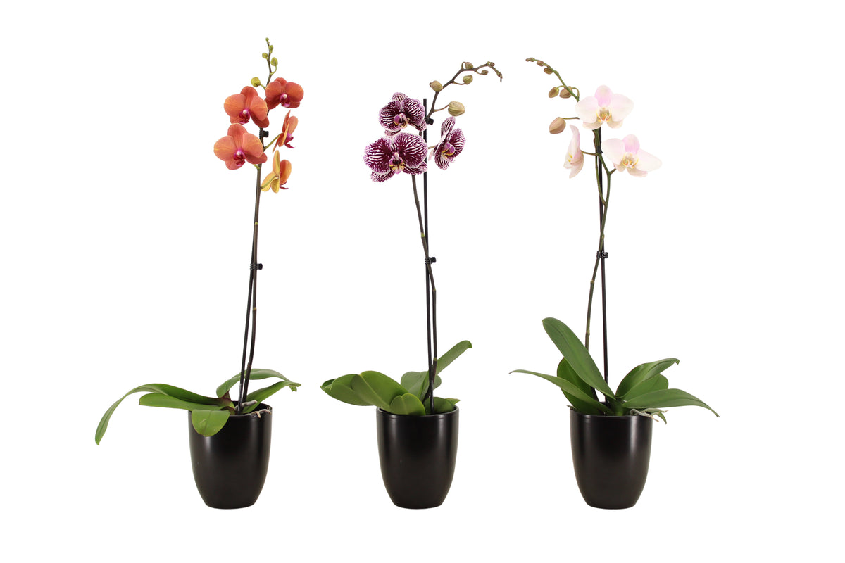 Phalaenopsis mix 60cm 12cm Pot