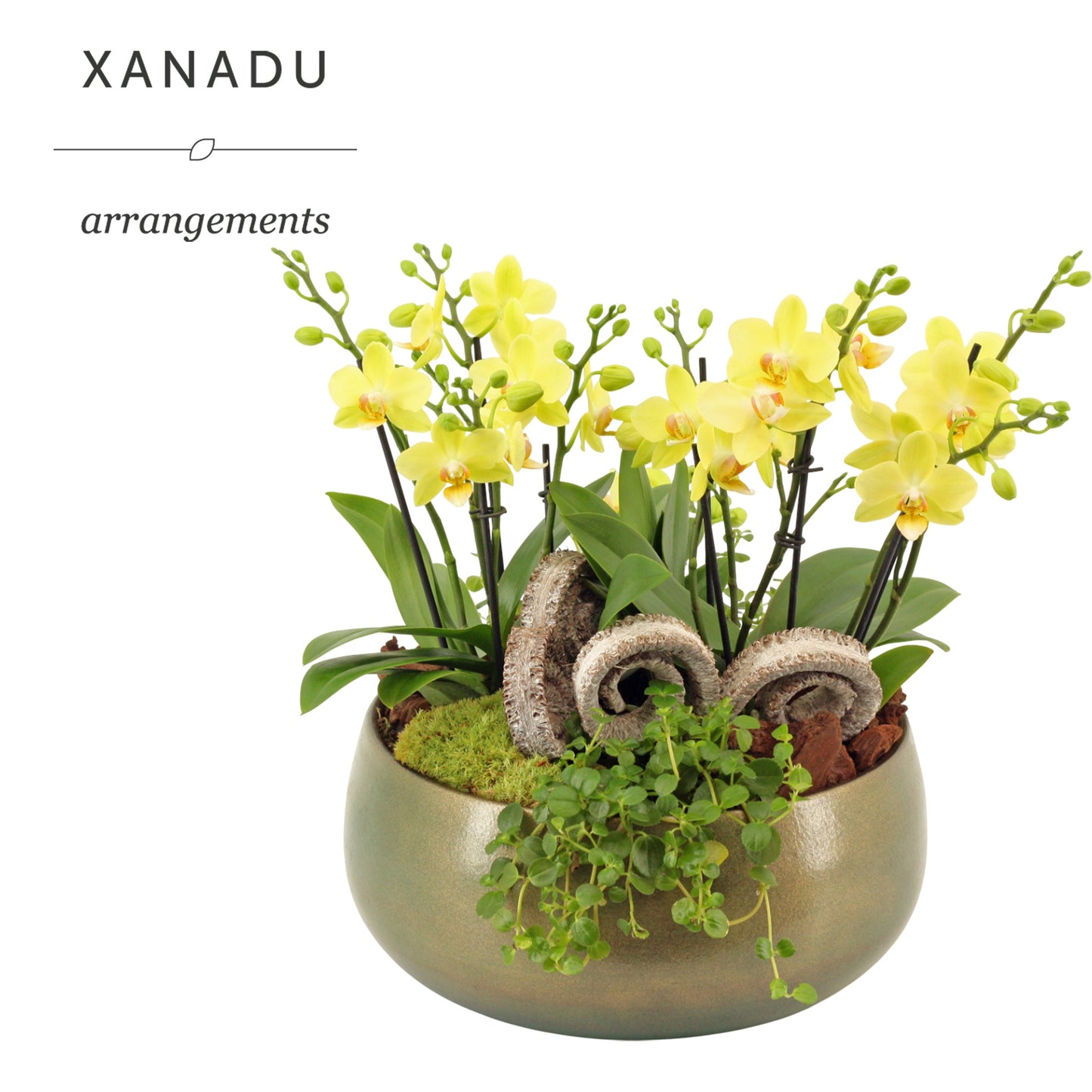 Xanadu Madrid 35cm 28cm Pot