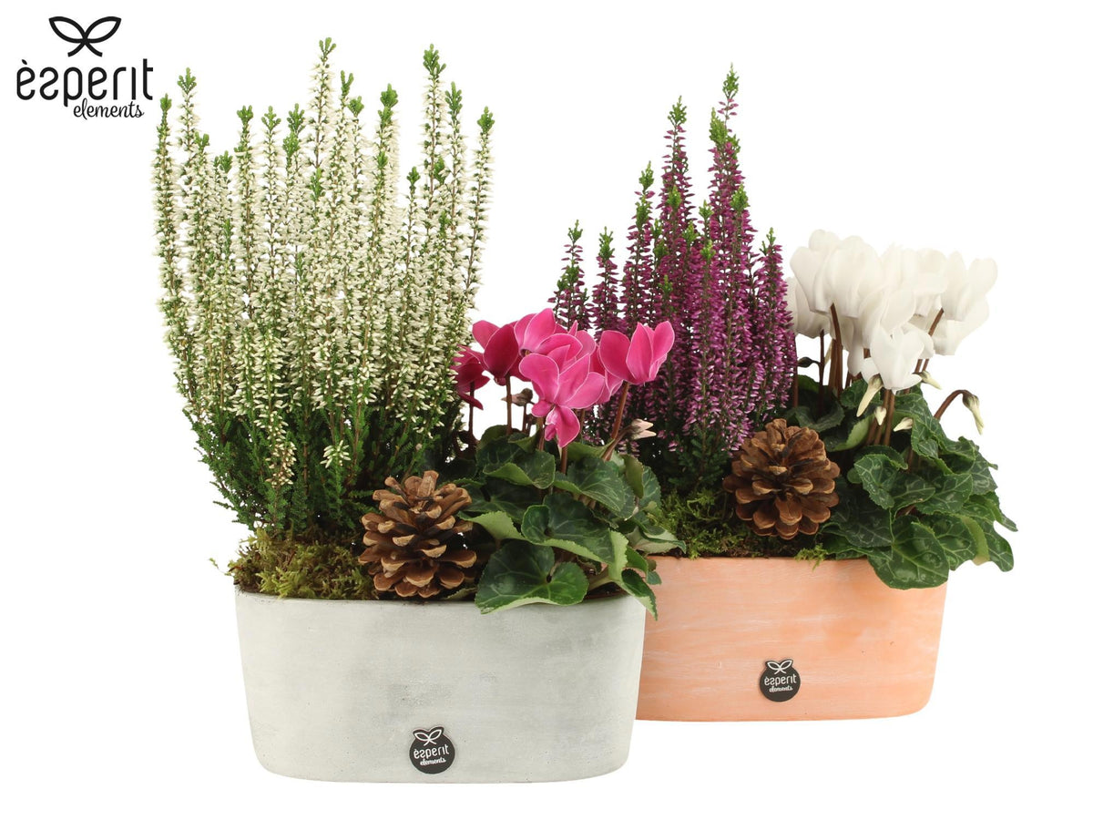 Outdoor arrangement 30cm 19cm Pot