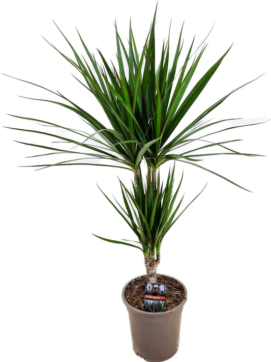 Dracaena marginata Green 75cm 17cm Pot