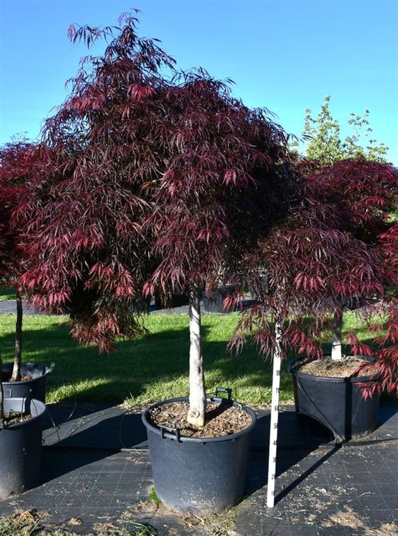 Acer Inaba-shidare 270cm 65cm Pot