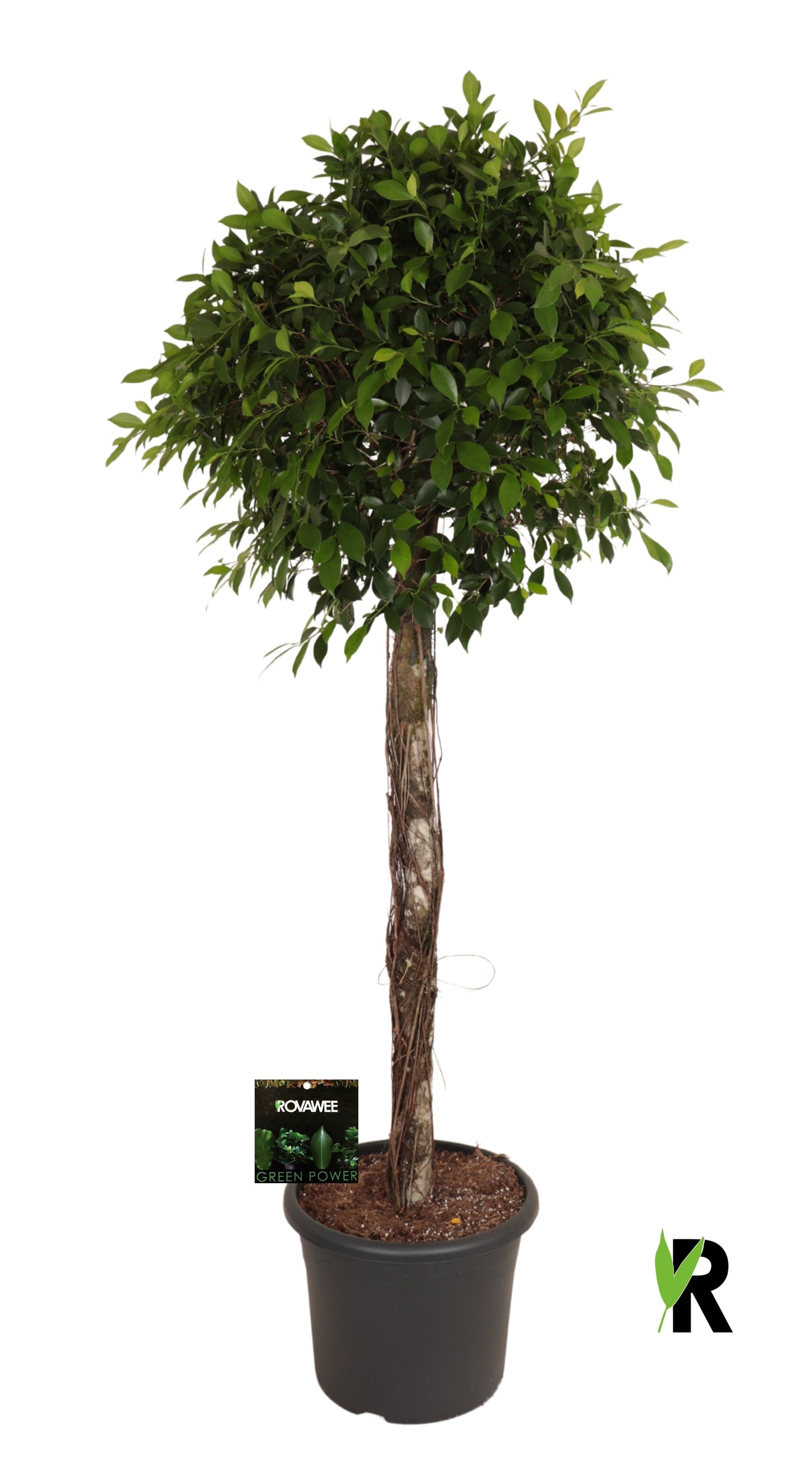Ficus microcarpa 230cm 48cm Pot