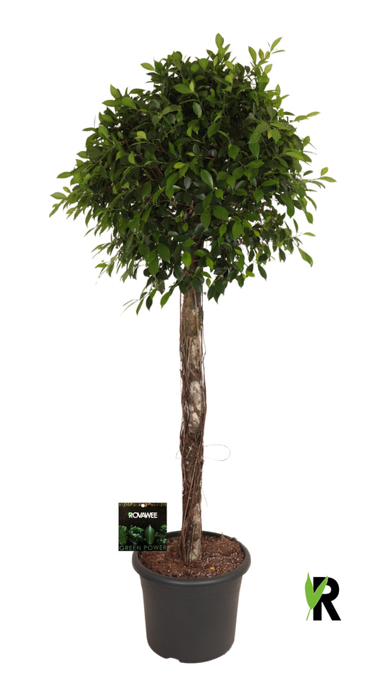 Ficus microcarpa 230cm 48cm Pot