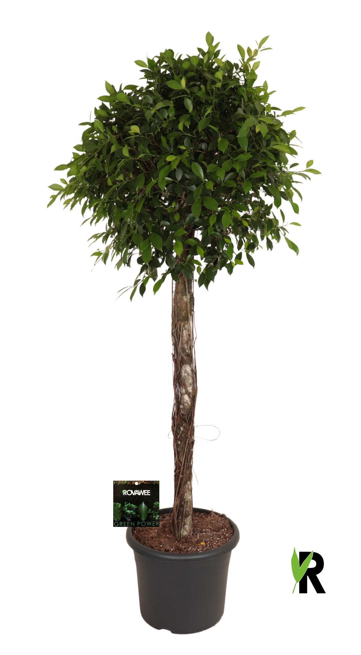 Ficus microcarpa 230cm 48cm Pot