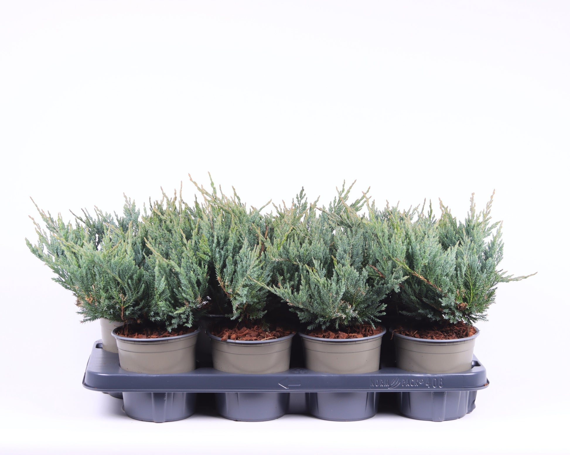Juniperus Blue Chip 20cm 13cm Pot