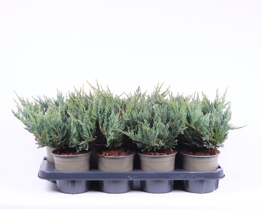 Juniperus Blue Chip 20cm 13cm Pot