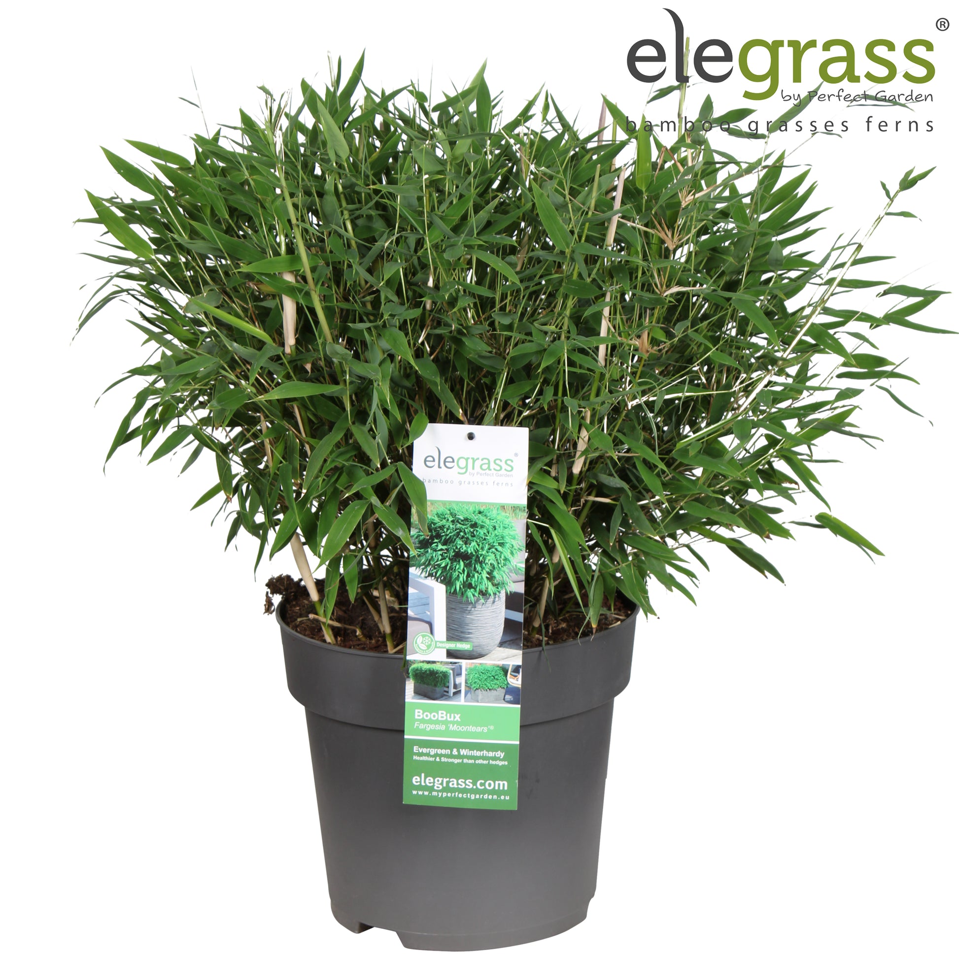 Fargesia 'Moontears'® Boobux 70cm 29cm Pot