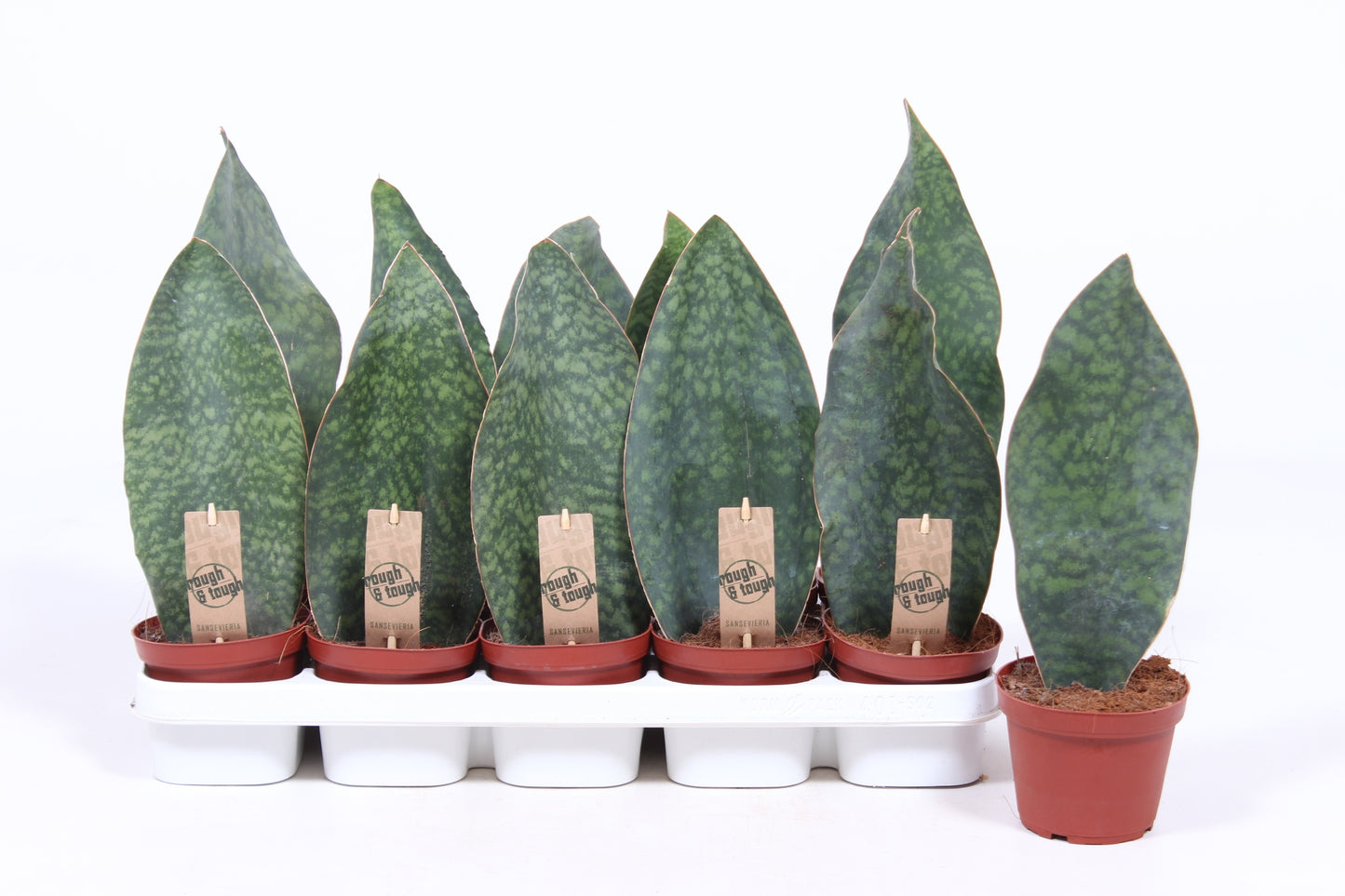 Sansevieria Victoria 35cm 12cm Pot