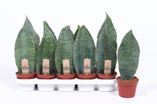 Sansevieria Victoria 35cm 12cm Pot