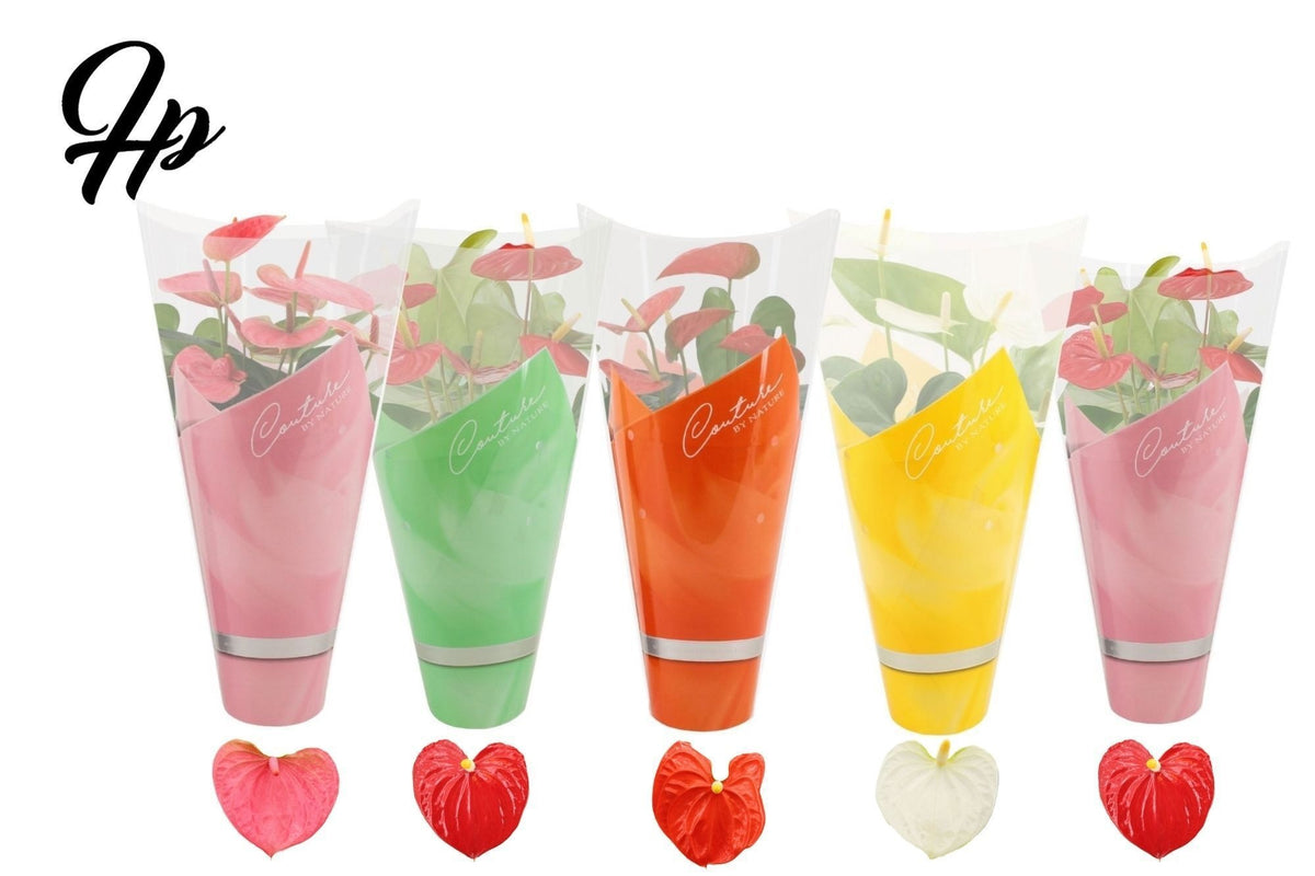 Anthurium mix 45cm 14cm Pot