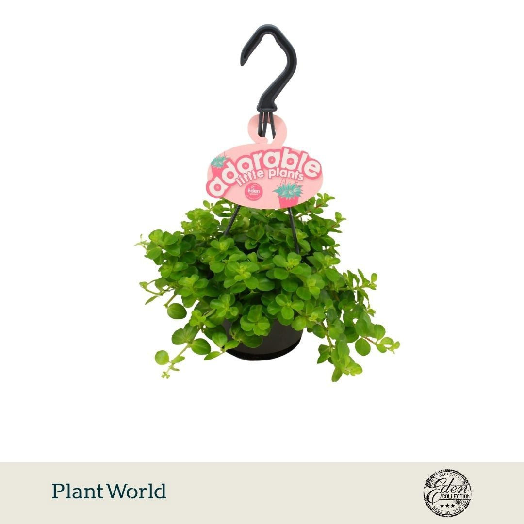 Plantworld Smit Kwekerij Peperomia rotundifolia Pack of 5