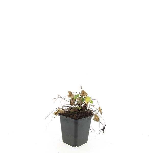 Geranium macrorrhizum 15cm 9cm Pot