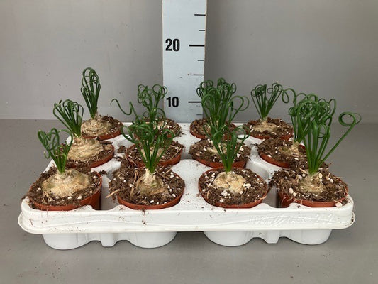 Albuca Frizzle Sizzle 15cm 9cm Pot