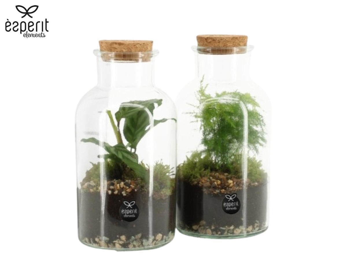 Glass Terrarium 20cm 10cm Pot