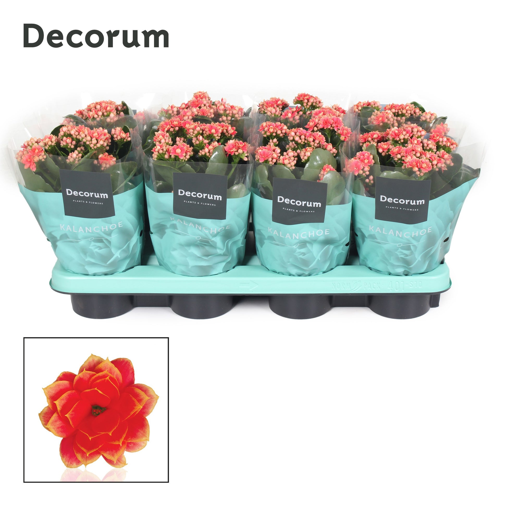 Kalanchoe Serenity Coral 24cm 12cm Pot