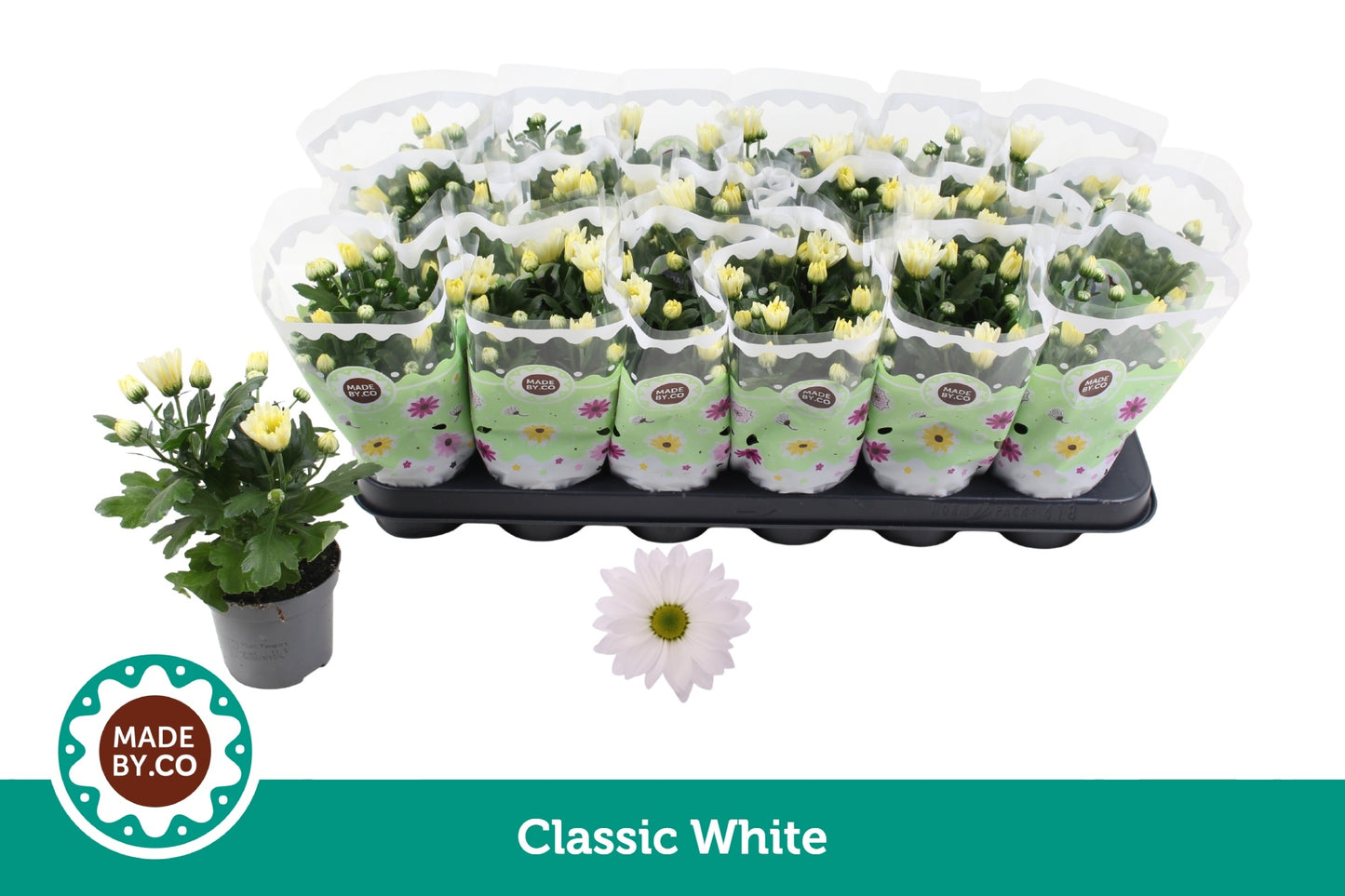 SV.CO Chrysanthemum Jackson White Pack of 18