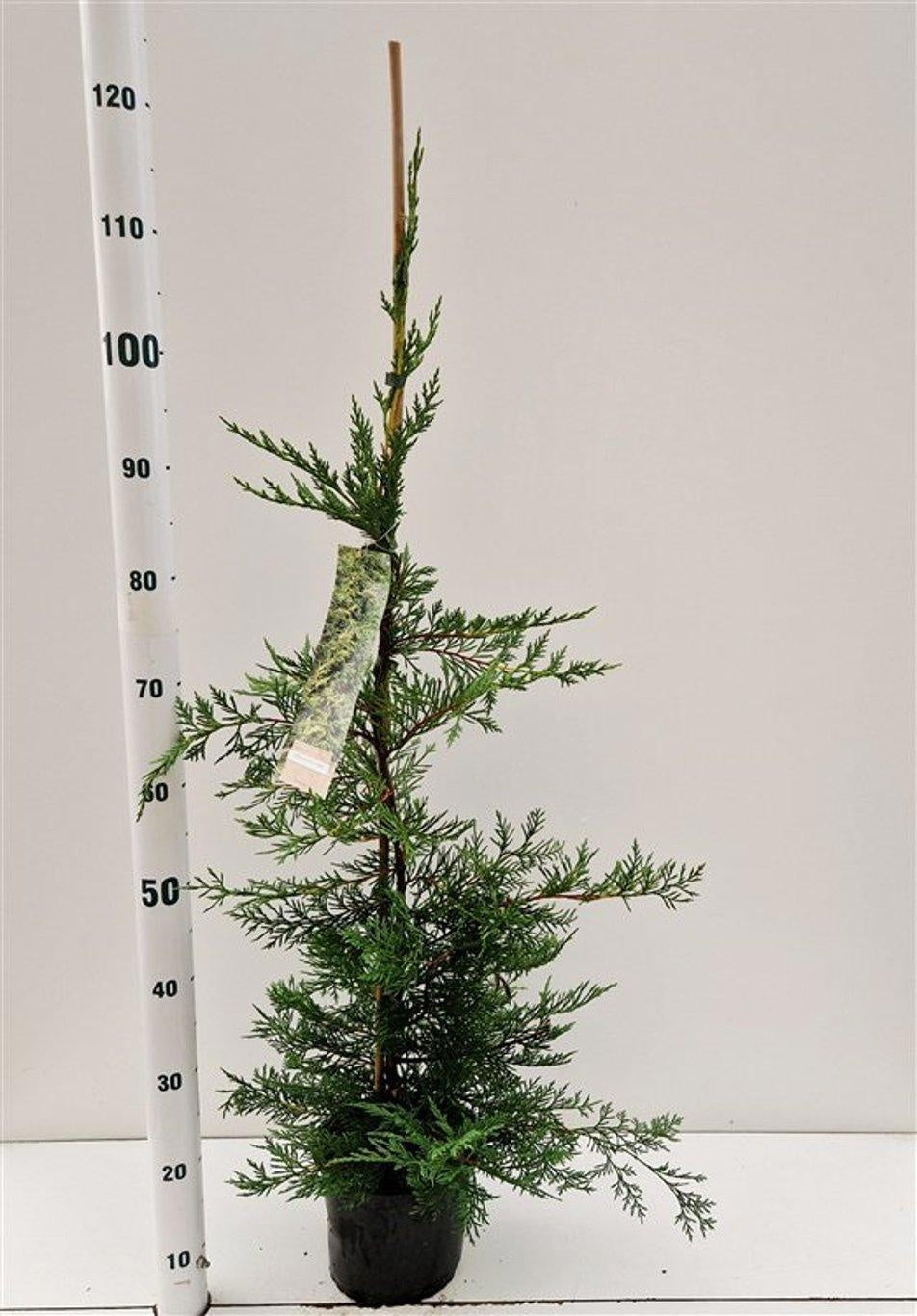 Cupressocyparis leylandii 90cm 19cm Pot