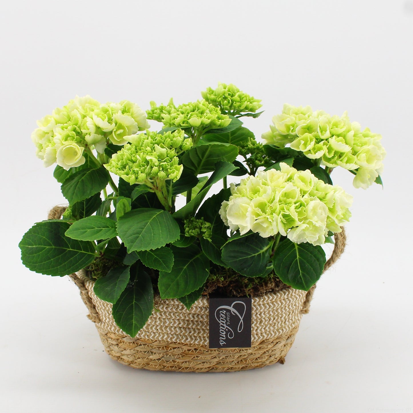 KHCR-2610W Hydrangea creations 30cm 24cm Pot