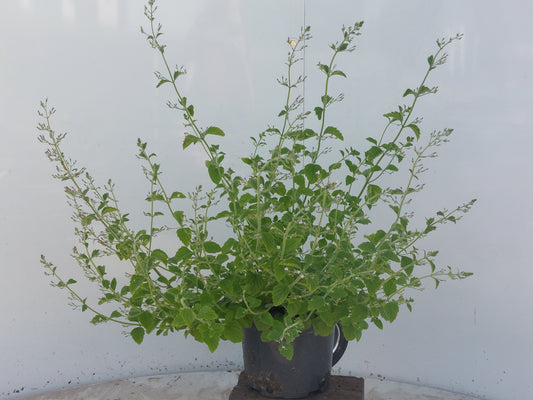 Calamintha nep. Blue Cloud 65cm 17cm Pot
