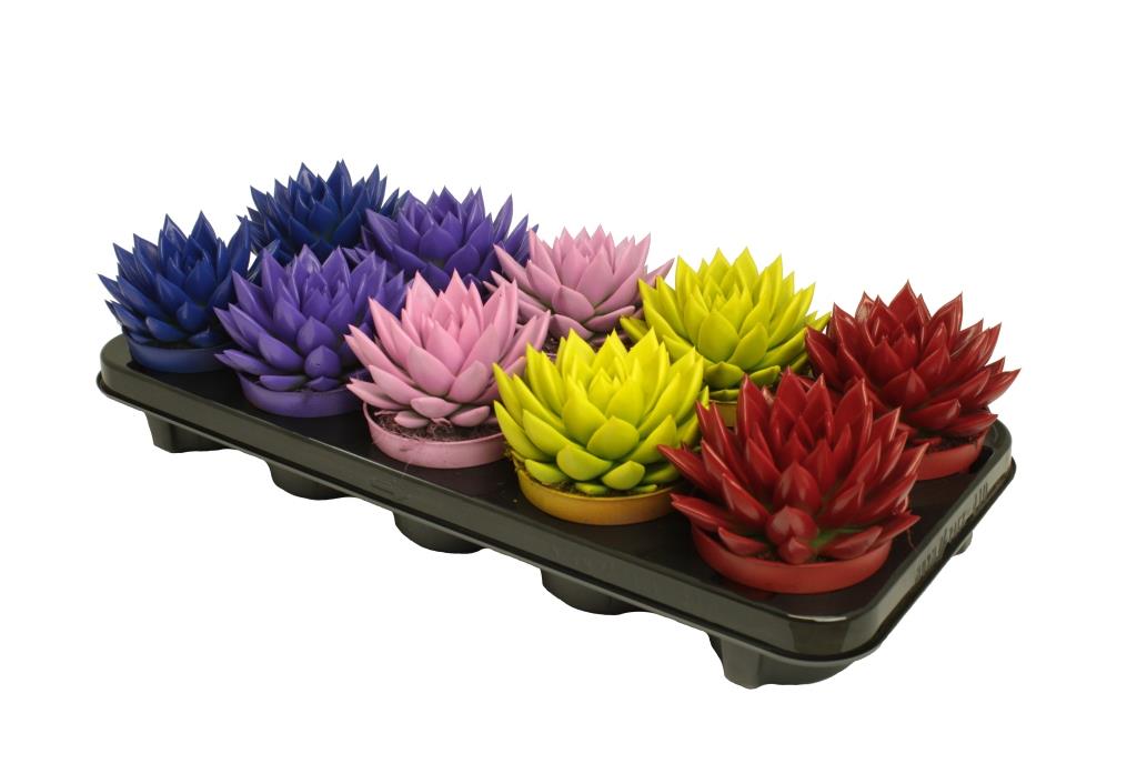 Echeveria colored mix 13cm 10.5cm Pot