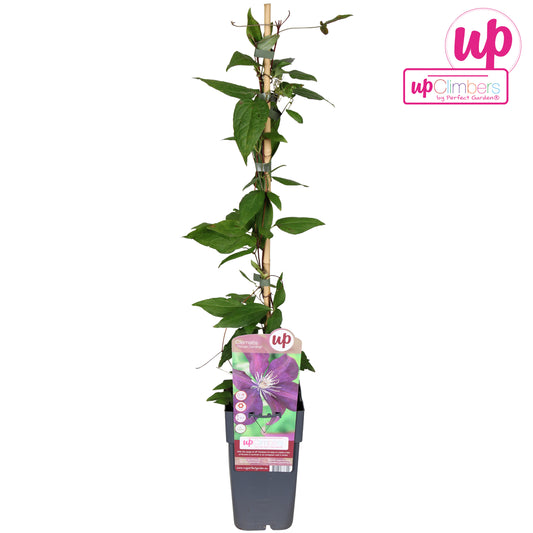 Clematis Rouge Cardinal 65cm 15cm Pot