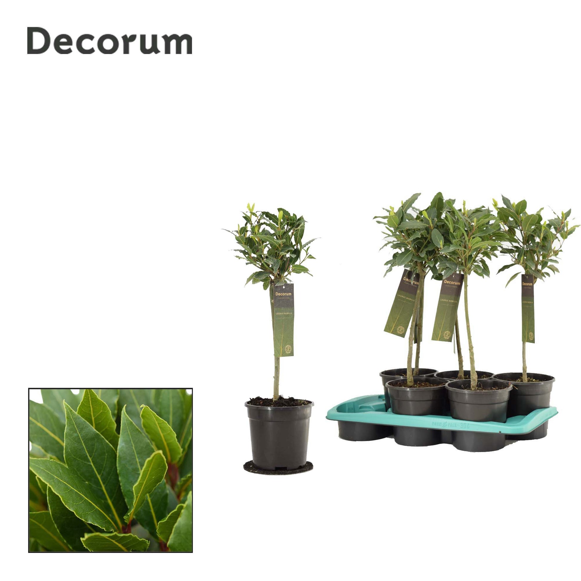 Laurus nobilis 60cm 17cm Pot