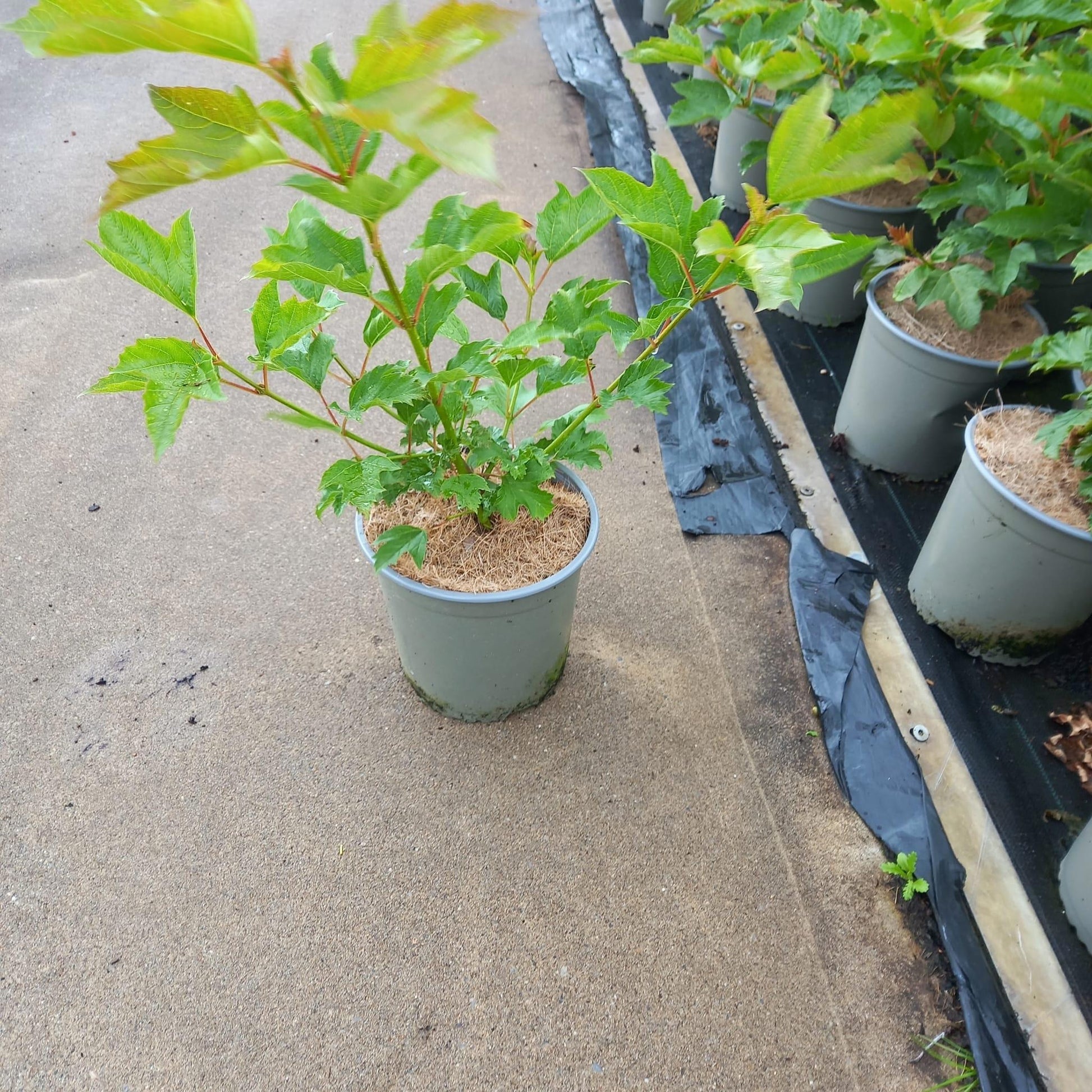 Viburnum op. Compactum 50cm 17cm Pot