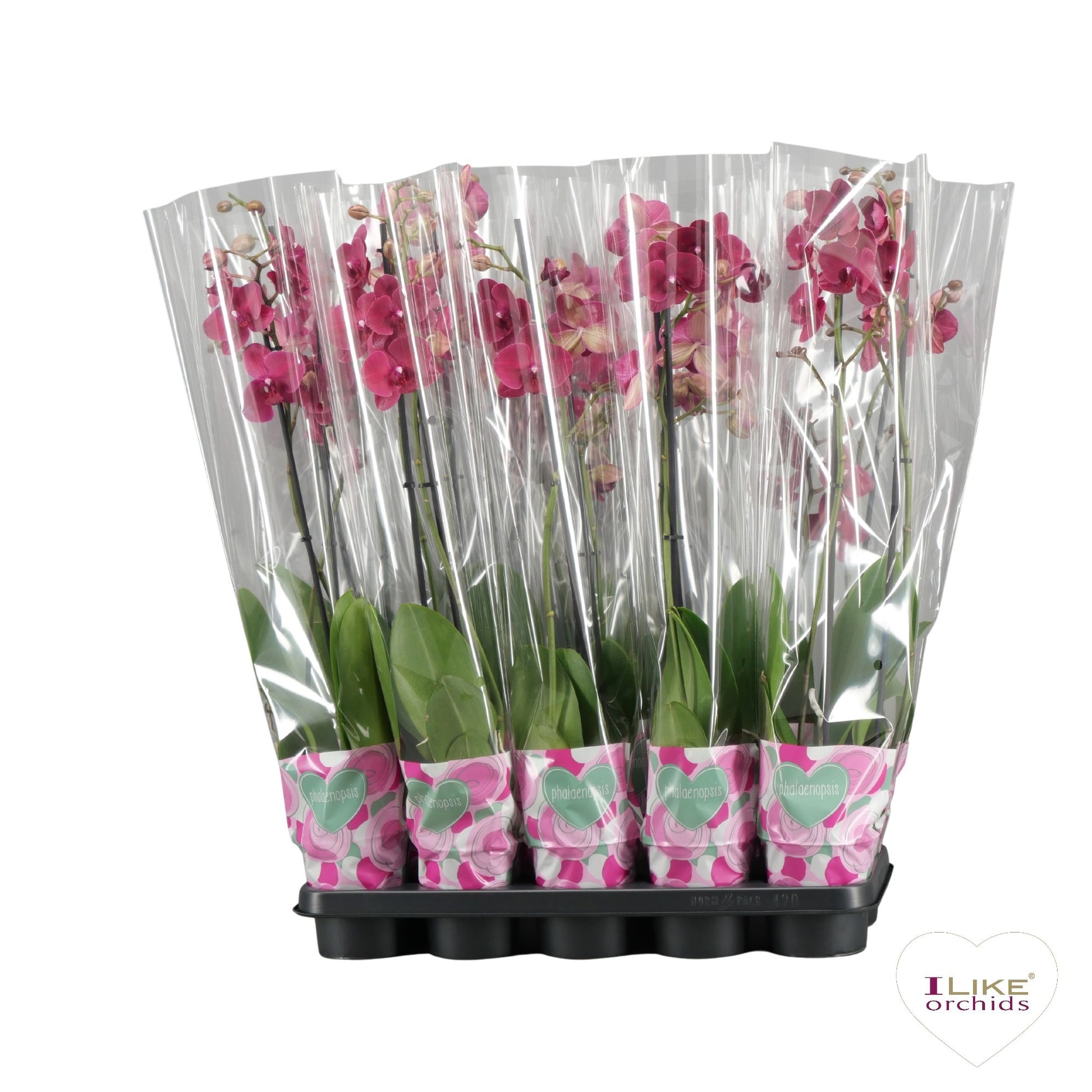 Phalaenopsis red 65cm 12cm Pot