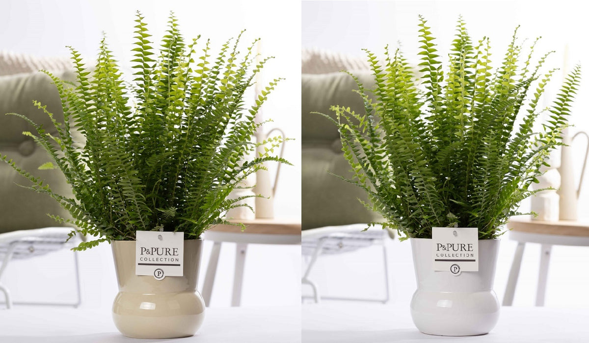 Nephrolepis Green Lady 35cm 12cm Pot