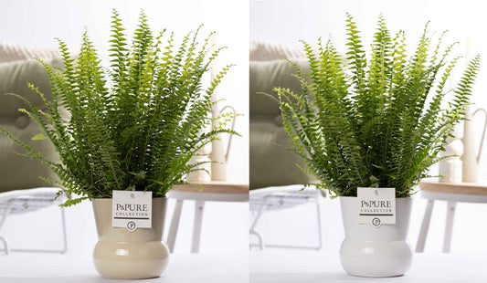 Nephrolepis Green Lady 35cm 12cm Pot