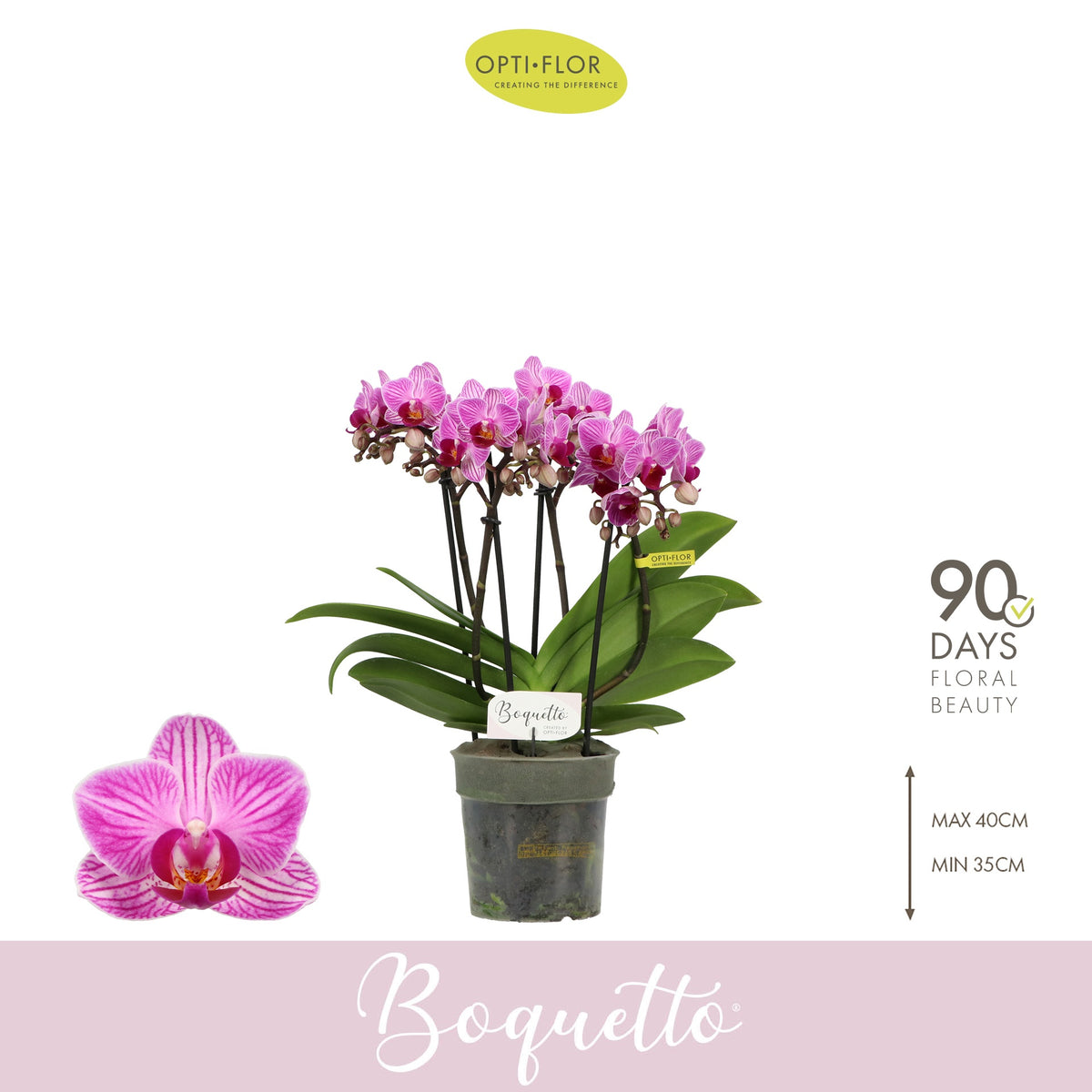 Phalaenopsis Boquetto Delight 35cm 12cm Pot