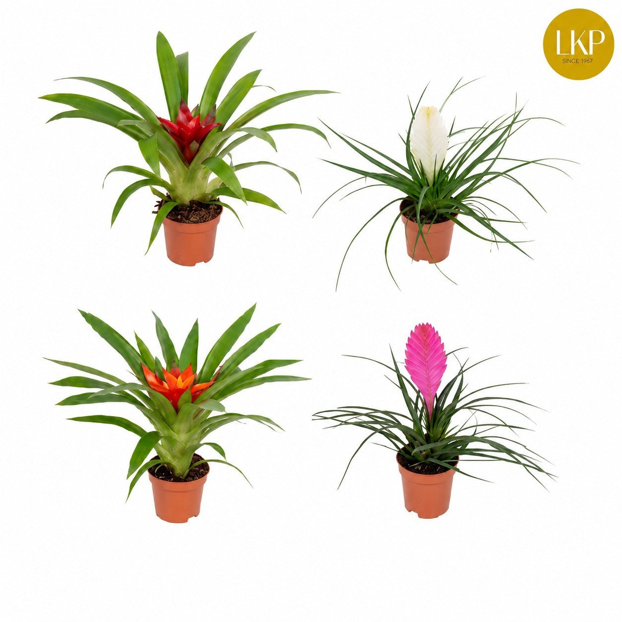 Bromelia mix 30cm 9cm Pot