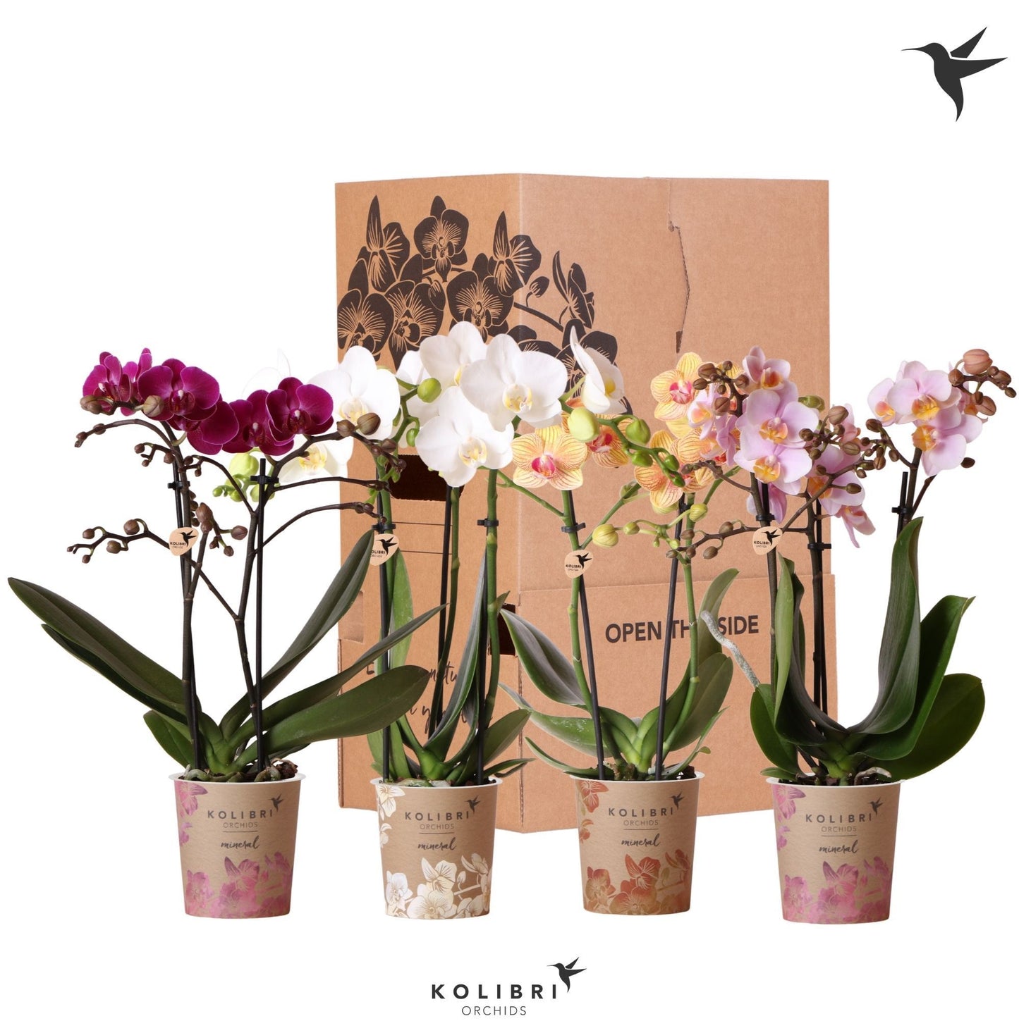 Phalaenopsis mf. mix 40cm 9cm Pot