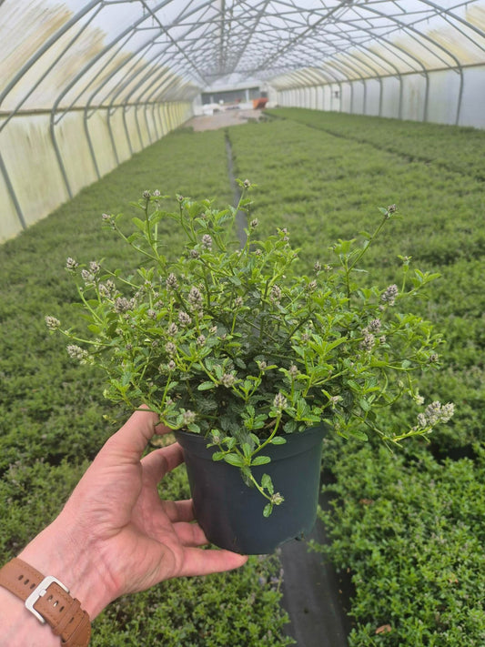 Roessel Tuinpl. VOF, B. v. Ceanothus thyrsiflorus repens Pack of 6