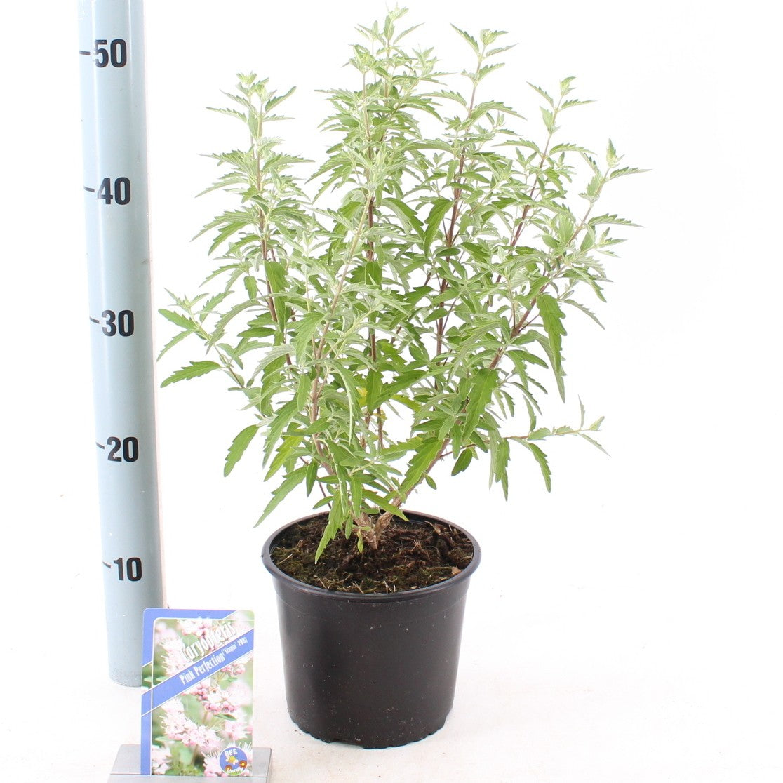 About Plants Zundert BV Caryopteris Stephi Pack of 1