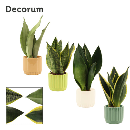 Sansevieria trifasciata 25cm 9cm Pot