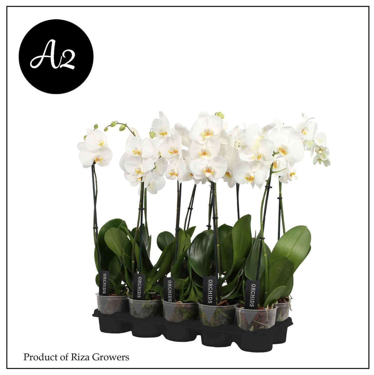 Phalaenopsis multiflora white 35cm 9cm Pot