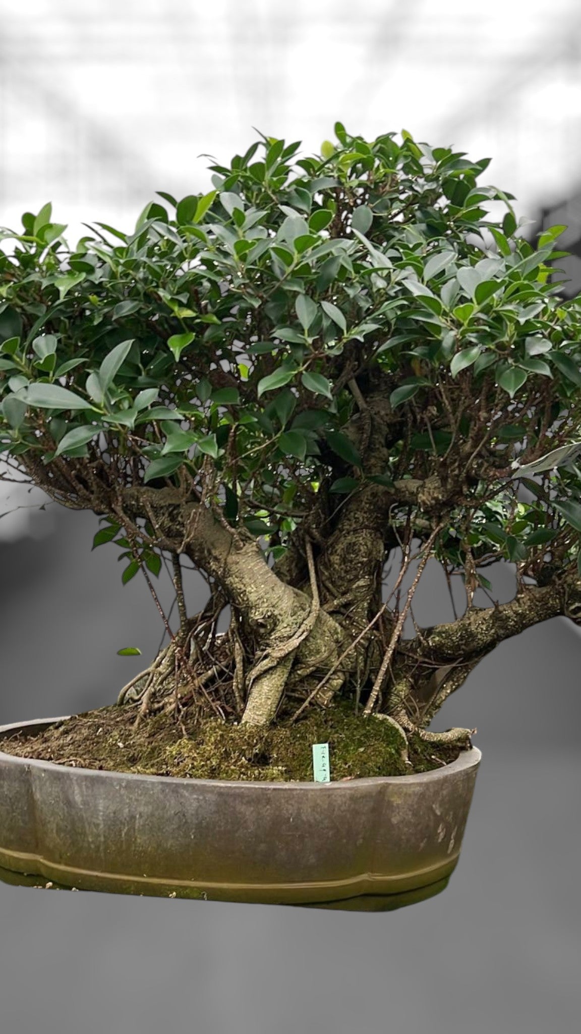 Bonsai Mix 80cm 49cm Pot