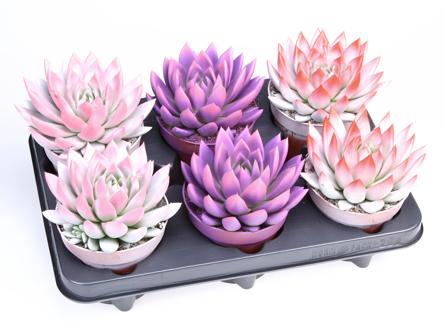 2 Colors love mix 15cm 12cm Pot