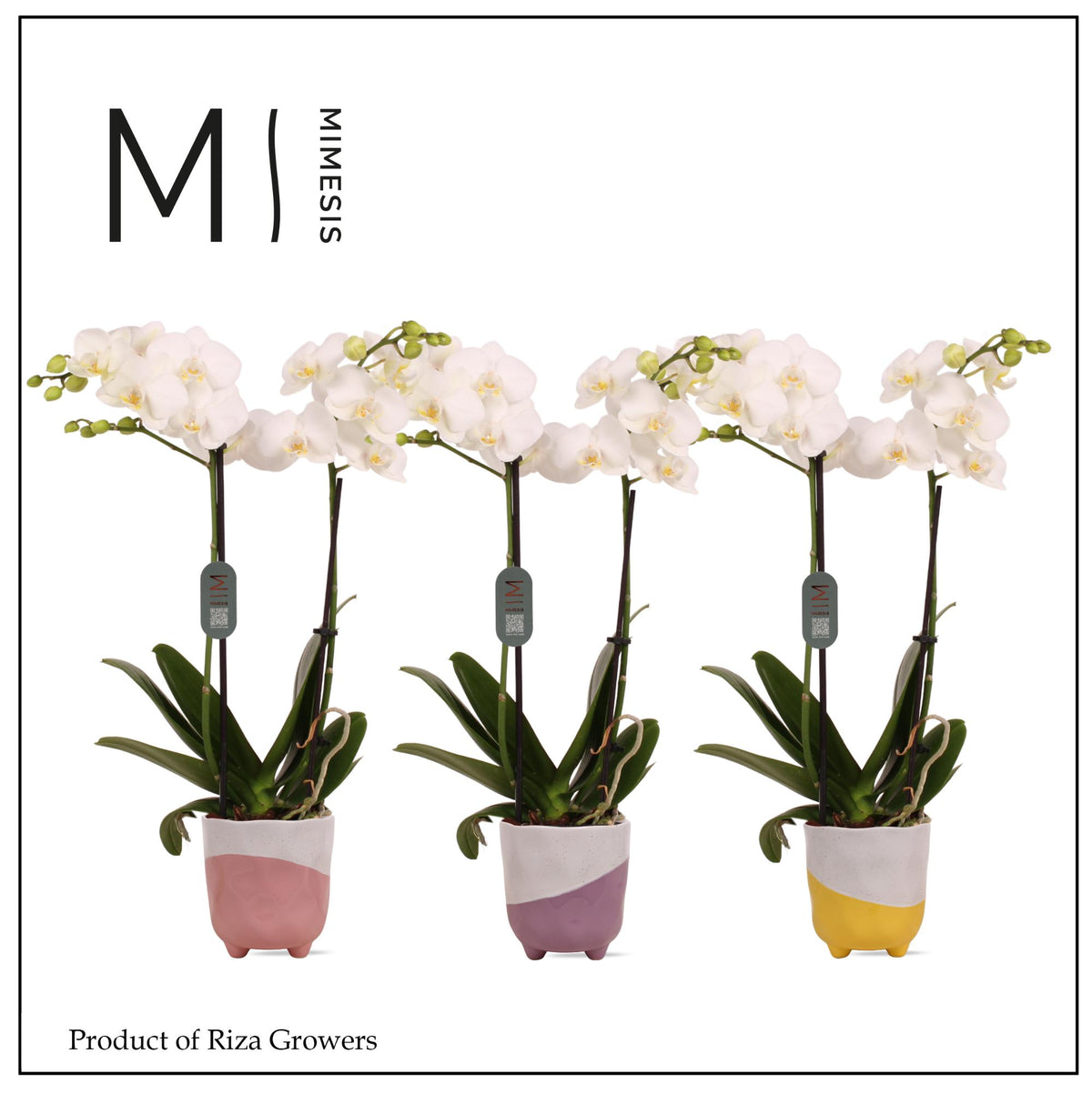 Phalaenopsis multiflora white 50cm 12cm Pot