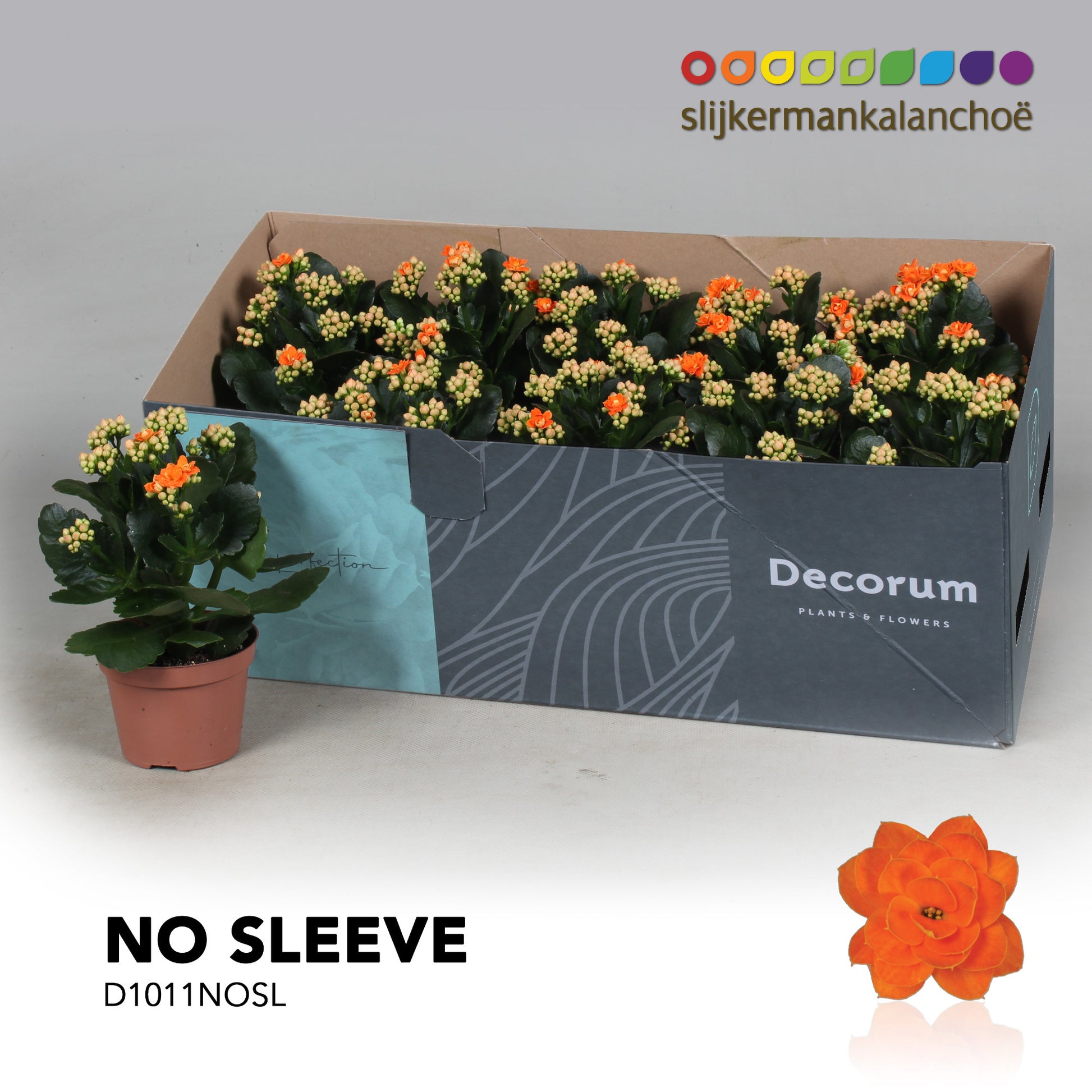 Kalanchoe Sumo Orange 23cm 510cm Pot