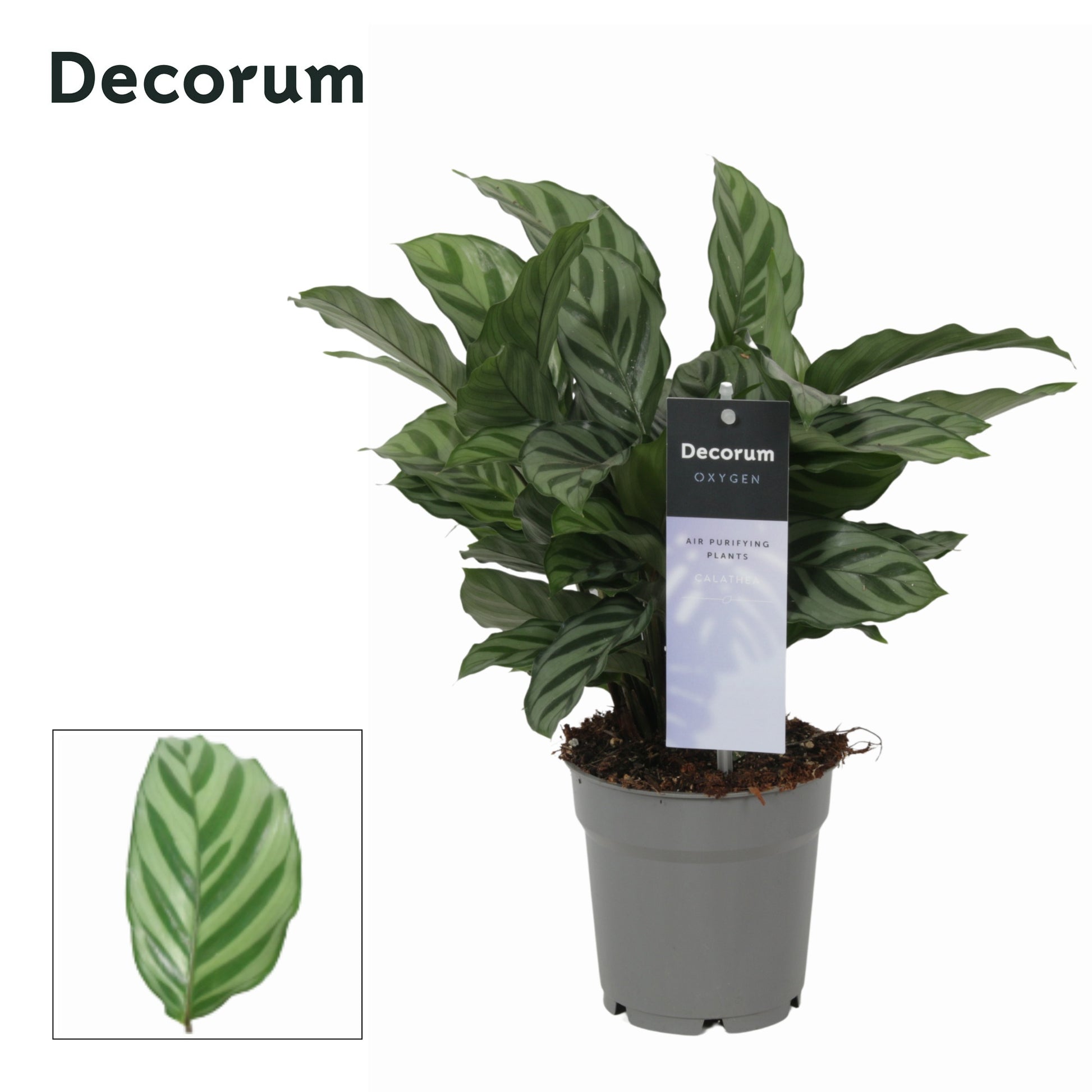 Vreugdenhil Bulbs & Plants Calathea Freddie Pack of 10