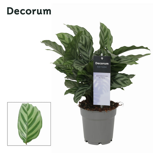 Vreugdenhil Bulbs & Plants Calathea Freddie Pack of 10