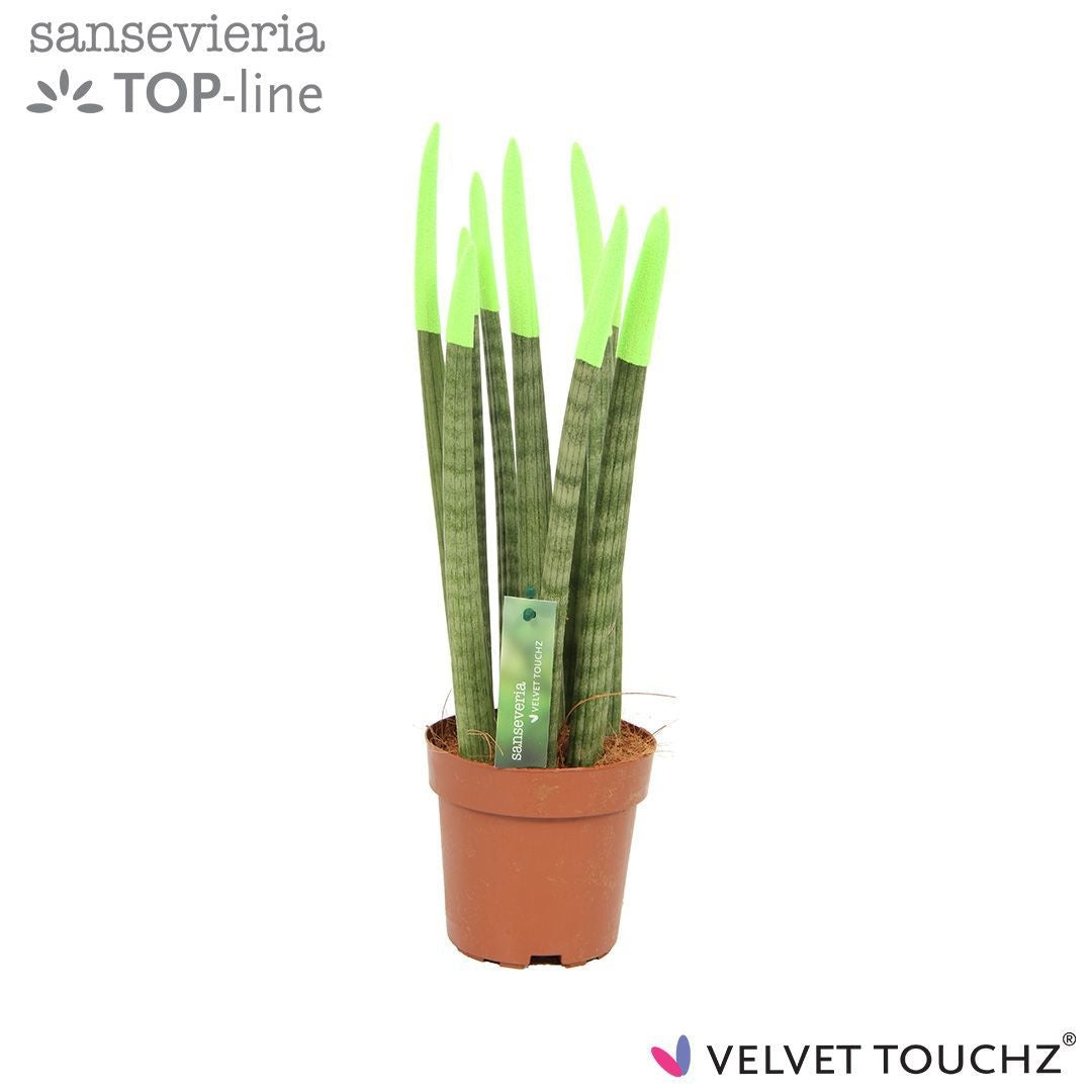 Sansevieria cylindrica 45cm 12cm Pot