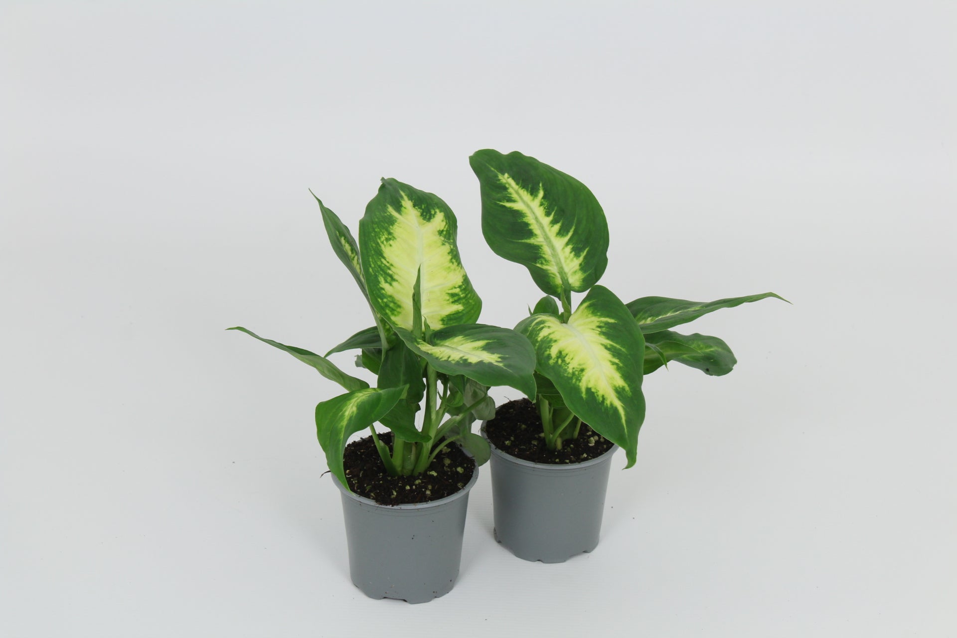 Dieffenbachia Camilla 28cm 8.5cm Pot