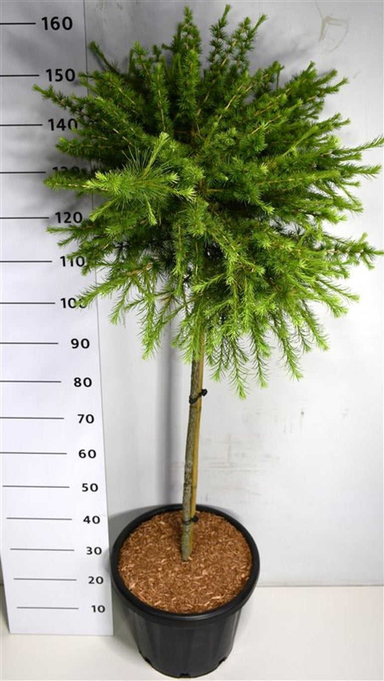 Larix dec. Kornik 160cm 38cm Pot