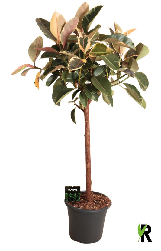 Ficus Tineke 150cm 32cm Pot