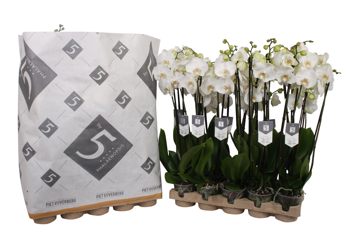 Phalaenopsis White World 70cm 12cm Pot