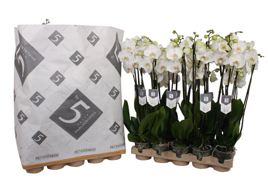 Phalaenopsis White World 70cm 12cm Pot